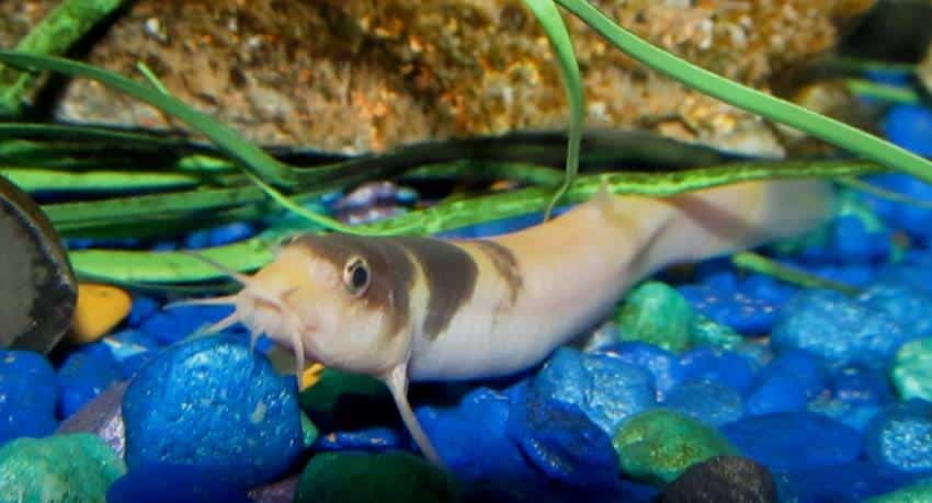 Clown loach lindsay sorensen keeper freshwater fish macracanthus loaches courtesy commons creative flickr user