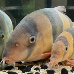 Ich ick disease freshwater clown loach