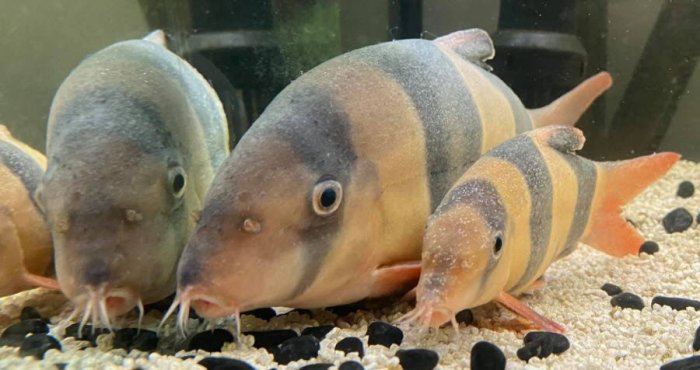 Ich ick disease freshwater clown loach