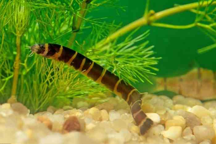 Puff fall loach ick can winks