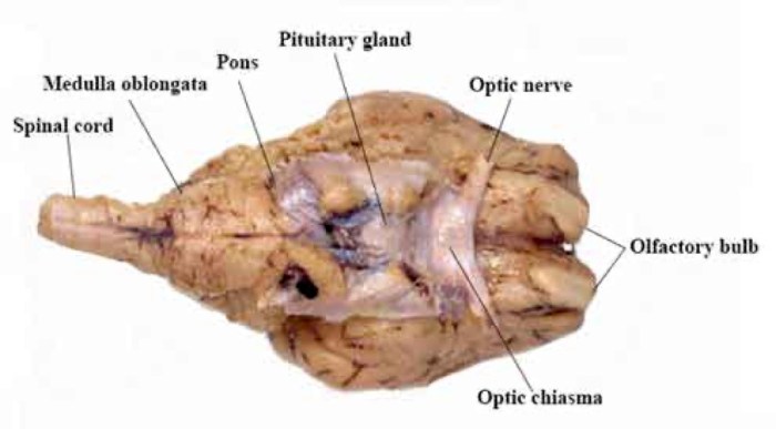 Sagittal view of sheep brain