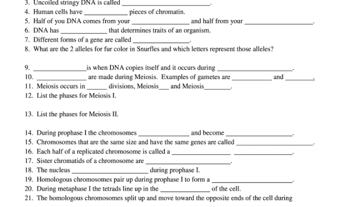 Meiosis reading and questions packet answer key