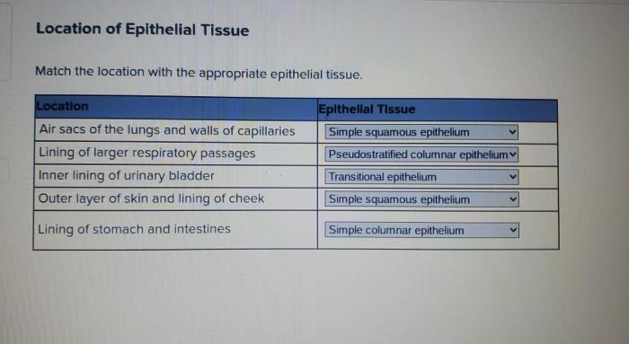 Match the epithelial tissue with the correct description