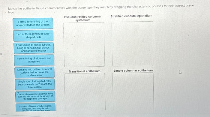 Match the epithelial tissue with the correct description