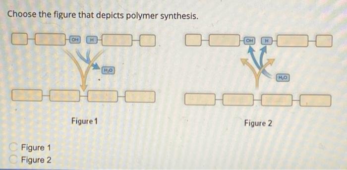 Choose the figure that depicts polymer synthesis.