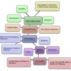 Pathways to pregnancy and parturition 3rd edition pdf