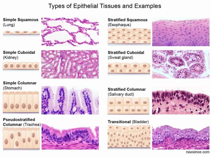 Match following column tissue functions features solved has function text connective lines type structures left bladder secretes cell problem been